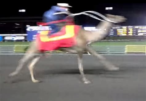 Camels and ostriches on the track - The Jewish Standard