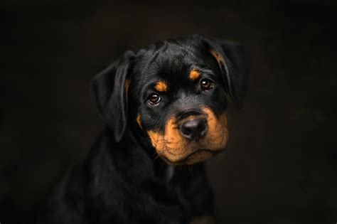 Rottweiler, HD Animals, 4k Wallpapers, Images, Backgrounds, Photos and ...