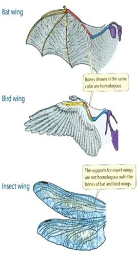 Organic Evolution Evidences | BIOZOOM