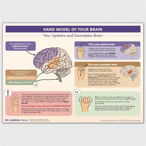 Hand Model of Your Brain Poster printable Brain Poster Upstairs and ...