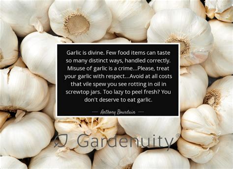 4 Convincing Reasons to Plant Garlic - THE SAGE