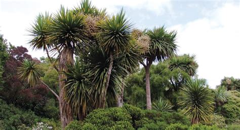 Most common trees and plants in New Zealand – Nz Native Plants