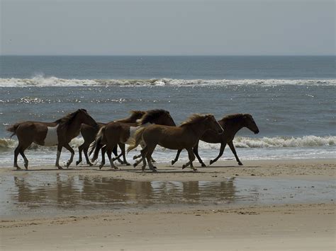 Wild Horses Run On The Beach by Stacy Gold