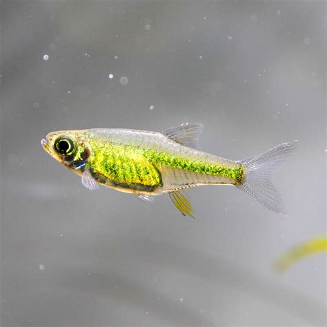 Kubotai Rasbora - Planted Tank Mates