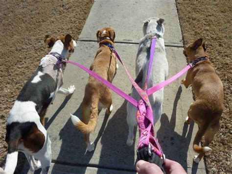 Mostly Mutts: Fostering Dogs-Not your Typical Day at the Office!