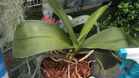 Phalaenopsis Orchid Care :Trimming Dead Roots, Removing... | Doovi