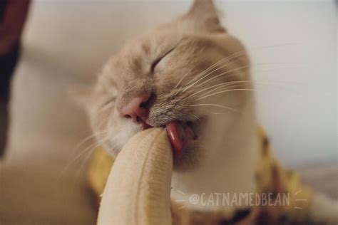 Cat Obsessed With Bananas Is Going Viral For How Inappropriate His Pics ...