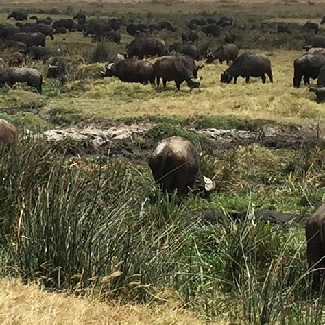 Ngorongoro Conservation Area Zones | Exploring Africa