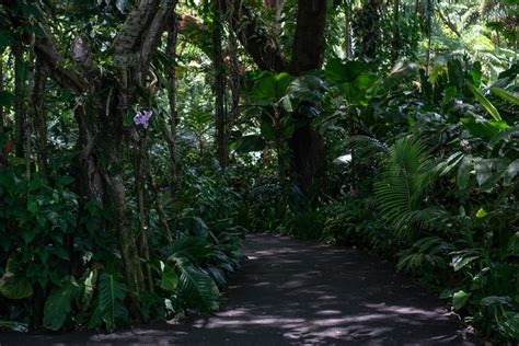 Hawaii Tropical Botanical Garden: A Big Island Oasis Near Hilo - Trailing Away