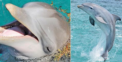 Dolphins and Porpoises | Sunday Observer