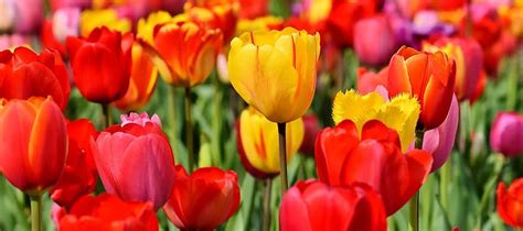 tulips, flowers, tulip field, tulpenbluete, tulip fields, field of ...