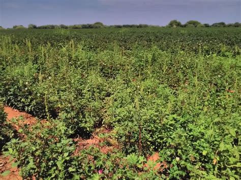 Manual for Identification and Reporting of Palmer amaranth (Amaranthus palmeri) in South Africa