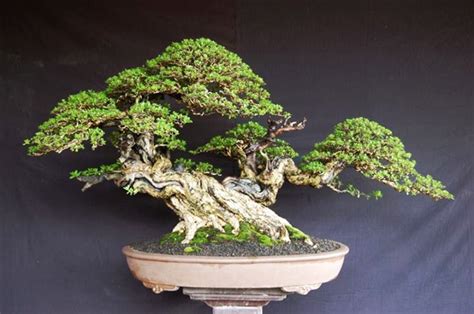 Year Round Bonsai | Bonsai Bark