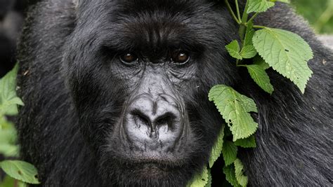 Rwanda gorilla trekking safaris | Expert Africa