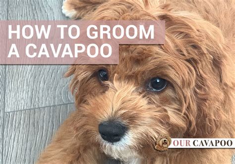 How to groom a Cavapoo - Our Cavapoo