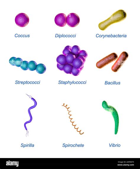 Bacteria classification based on shape. 3D illustration Stock Photo - Alamy