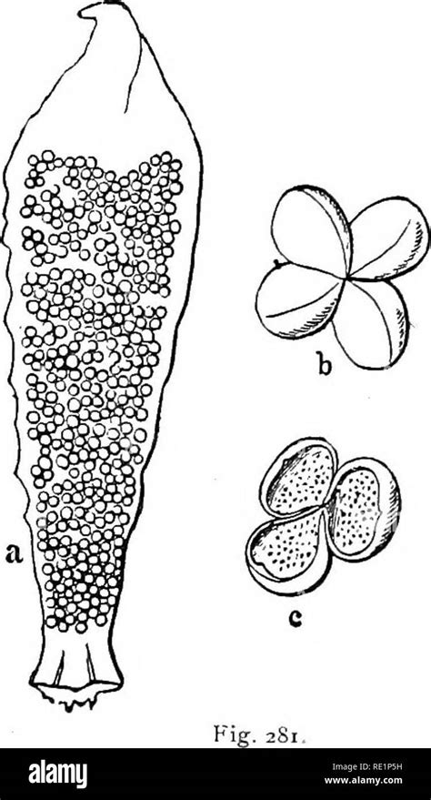 . Elementary botany. Botany. Fig. Z79. Macrosporangium of Cycas ...