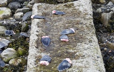 Dozens of seal flipper pieces a nasty surprise for couple walking on beach | CBC News