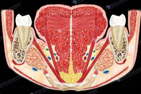 Coronal section of tongue, showing intrinsic muscles. 12JB00039 | Dental Image Library