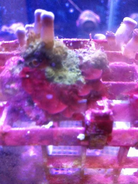 Deep red encrusting coralline algae!!!!! | Reef2Reef