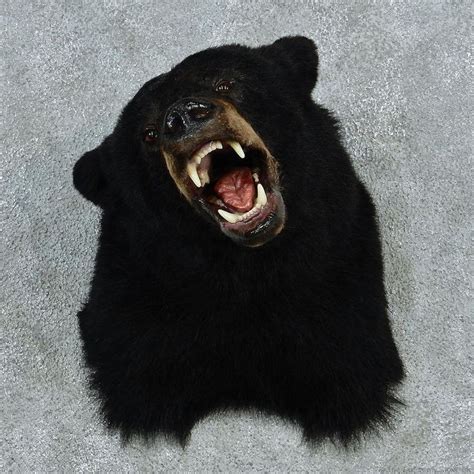 Black Bear Head Mount