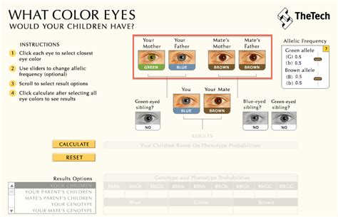 Punnett Square Calculator Eye Color