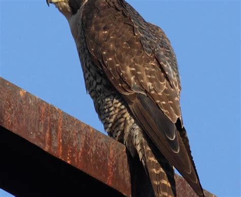 Falcon Images: Peregrine Falcon Fastest Speed