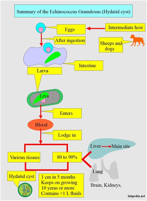 Echinococcus Life Cycle