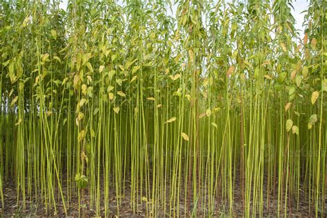 Green jute Plantation field. Raw Jute plant Texture background. This is the Called Golden Fiber ...