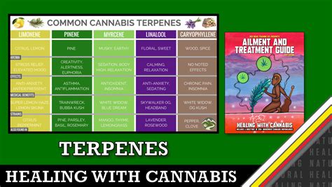 Cannabis and Terpenes - Medicine Wheel Natural Healing