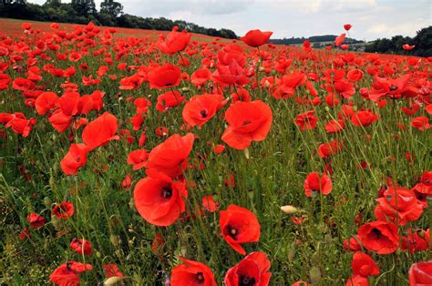 Happy Memorial Day 2014 from the Zaloom Law Firm! | Flower seeds, Poppies, Flowers