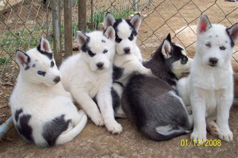 Coat colors of the Siberian Husky