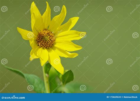 Sunflower at Crex Meadows Wildlife Area Stock Image - Image of blooming, texture: 173669633