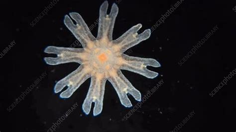 Moon jellyfish ephyra - Stock Video Clip - K006/0481 - Science Photo ...