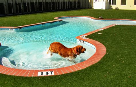 If Dogs Were Contractors: 7 Ingenious Ideas For a Pup-Friendly Home