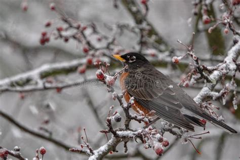 The Robin in Winter in North American Stock Photo - Image of winter ...