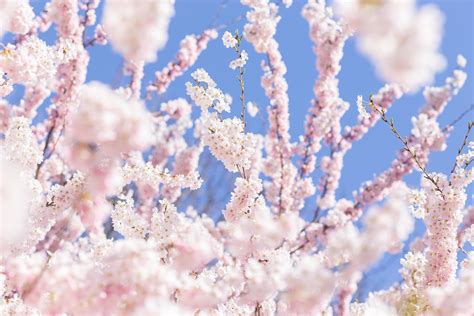 Cherry blossom tree in the spring against blue sky 7138221 Stock Photo ...