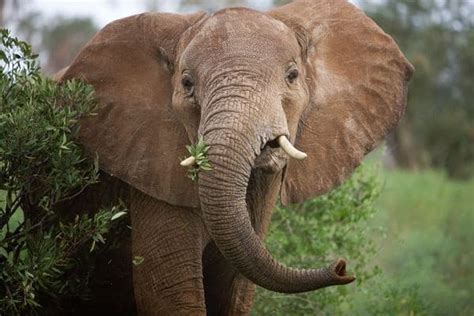 20 Interesting African Elephant Facts for Kids - Tail and Fur