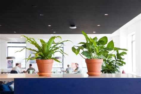 How to Choose the Best Office Plant for Your Work Space | Architectural Digest