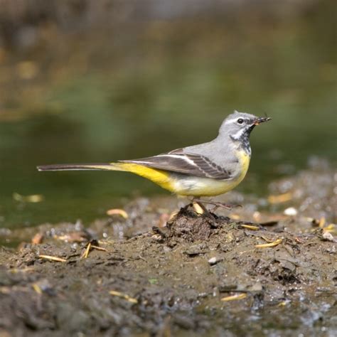 Grey Wagtail | BTO - British Trust for Ornithology