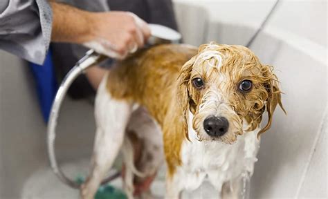 6 Best Portable Dog Bath Tools: Sprayers & Tubs