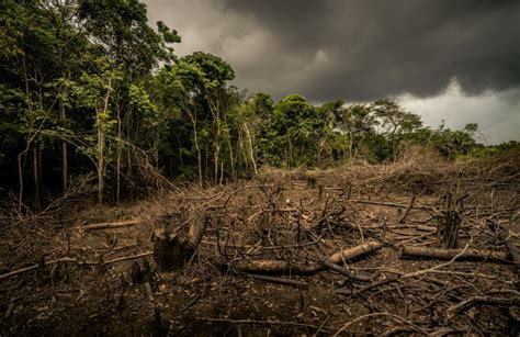 Learn the effects of deforestation | WWF