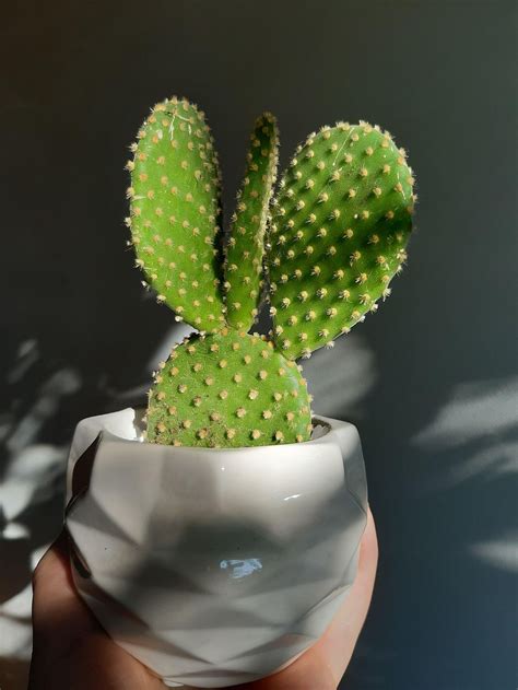 Bunny Ear Cactus: Growing & Care For the Bunny Ears Succulent (Opuntia ...