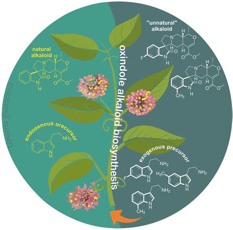 General strategies for oxindole alkaloid analogues design using ...