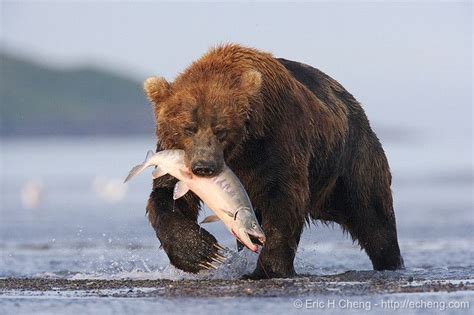 Kodiak bear catches a salmon | Kodiak bear, Brown bear, Bear