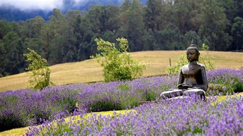 Ali'i Kula Lavender Farm | Trip to maui, Maui vacation, Maui travel