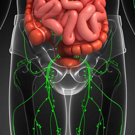 Lymph Node Locations And The Importance Of Lymphatic Drainage