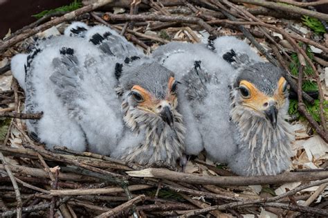 The two Secretary Bird chicks... - Cotswold Falconry Centre | Facebook