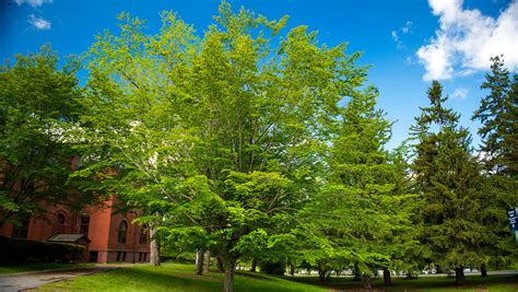 American Beech - Self-Guided Walking Tours - University of Maine