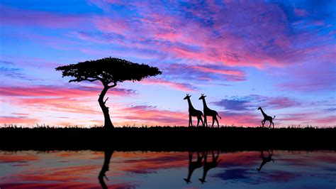 40+ African Savanna Sunset Wallpapers - Download at WallpaperBro | Fond ...